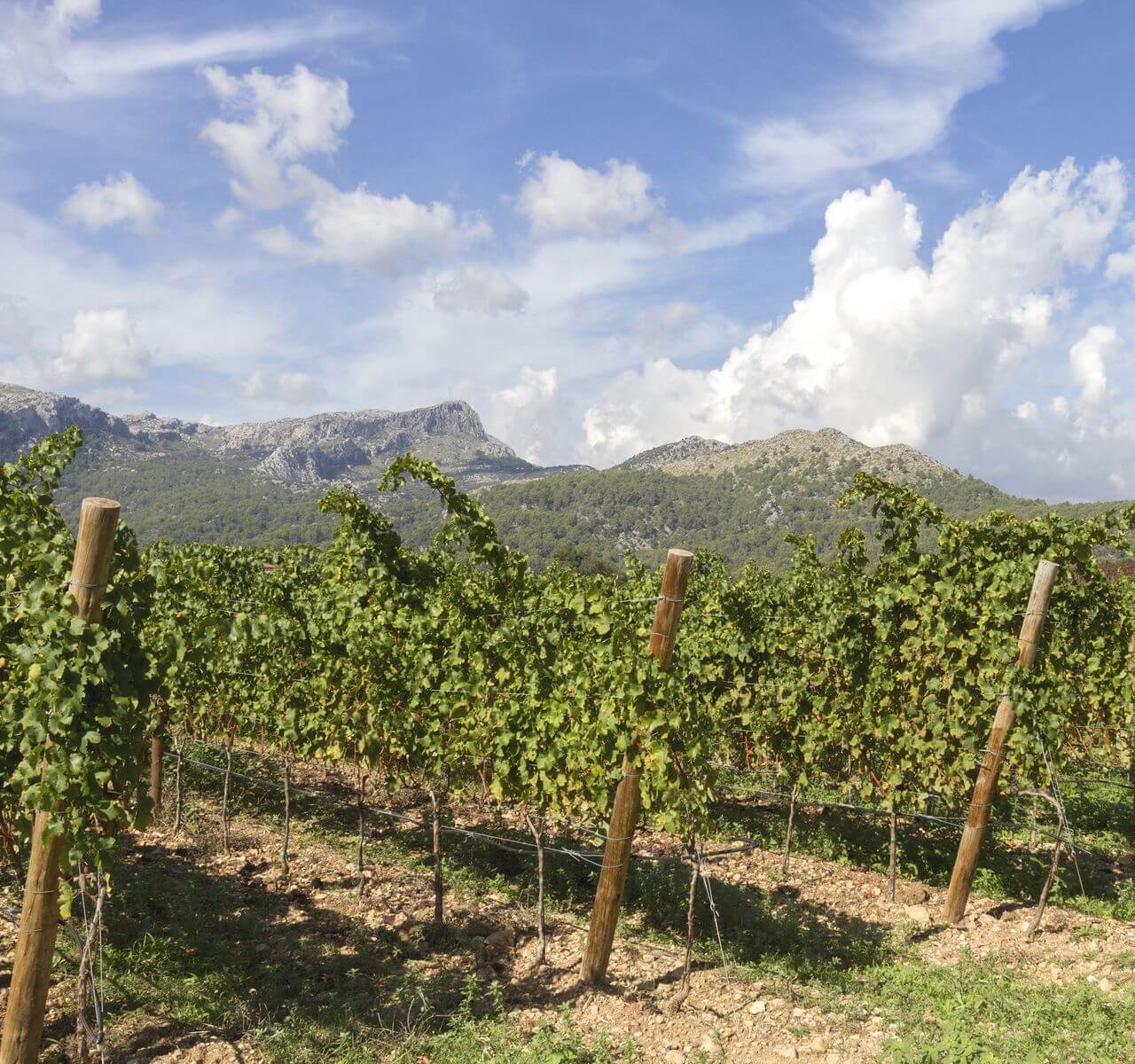 Bodega Jardi Lavica Mallorca