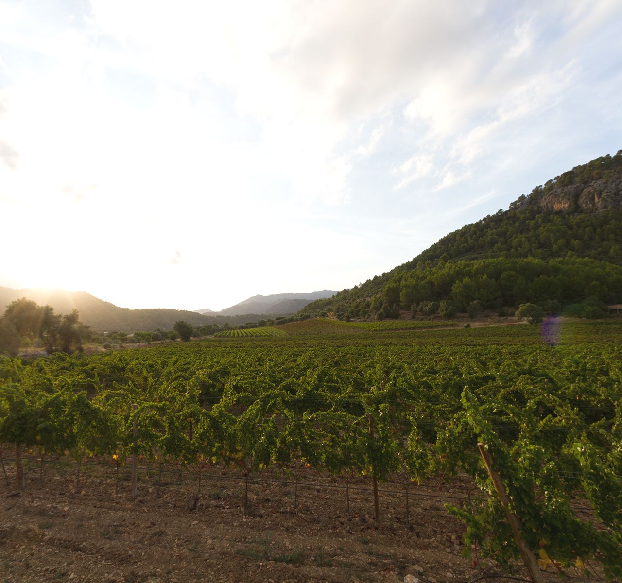 Weingut - Bodega Jardi Lavica, Mallorca